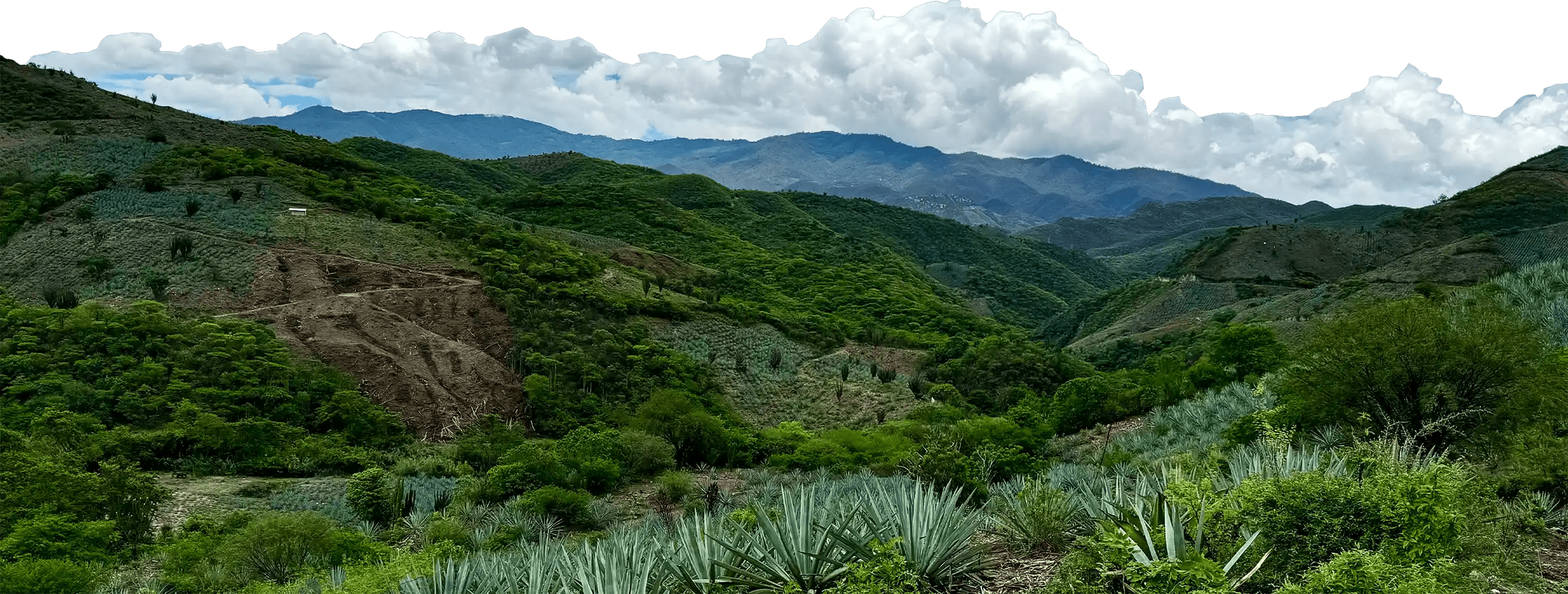 our mezcal terroir bg