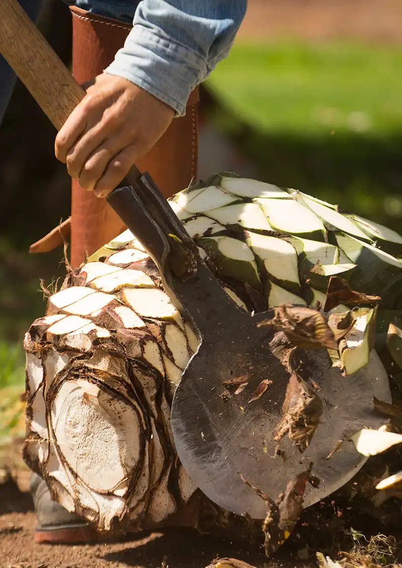 machette chopped